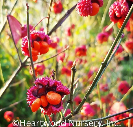 Hearts-a-Bustin at Heartwood Nursery, Felton, PA