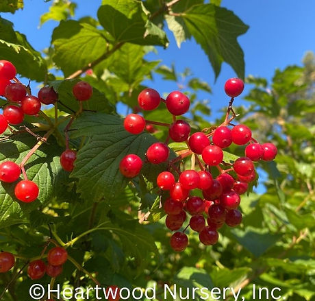 American cranberry bush at Heartwood Nursery, Felton, PA