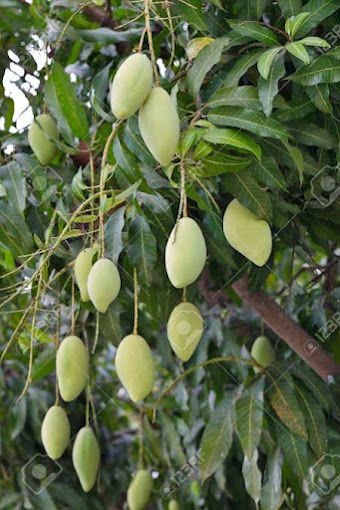 Tree mangoes