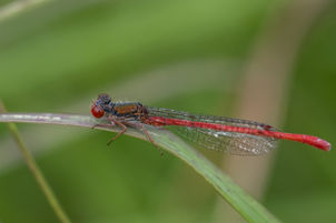 Small Red Damselfly Stella French.jpg