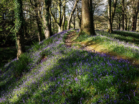 A06_3 Blackbury Camp.jpg