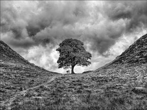One Two Tree.jpg