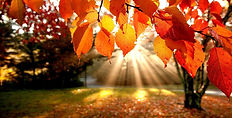 Thanksgiving-background-hd2.jpg
