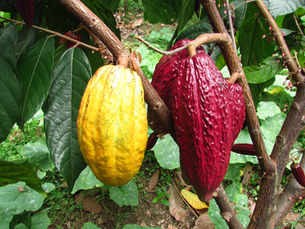 Comité Directivo del Fondo de Estabilización de Precios del Cacao (FEPCACAO) aprobó un ajuste en las variables de cálculo de la metodología de estabilización aplicable a los meses de febrero y marzo.