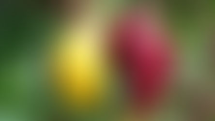 Comité Directivo del Fondo de Estabilización de Precios del Cacao (FEPCACAO) aprobó un ajuste en las variables de cálculo de la metodología de estabilización aplicable a los meses de febrero y marzo.