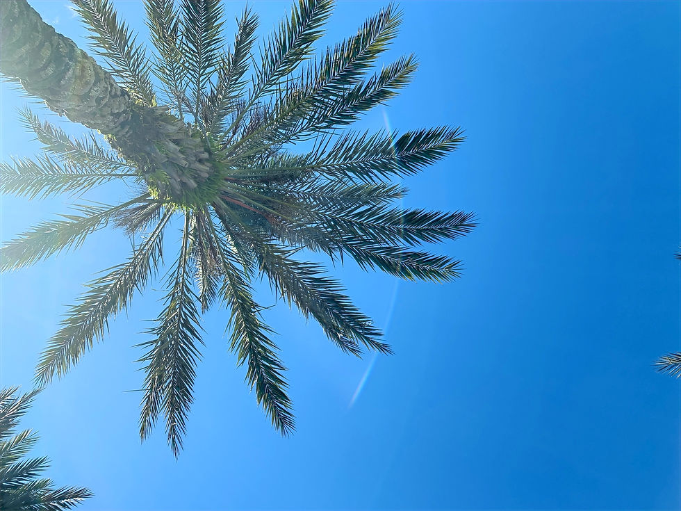 Palms