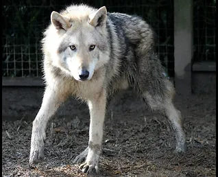 Gallerie Photo Spécial Wolfdog Ashelkanwolfbreeding