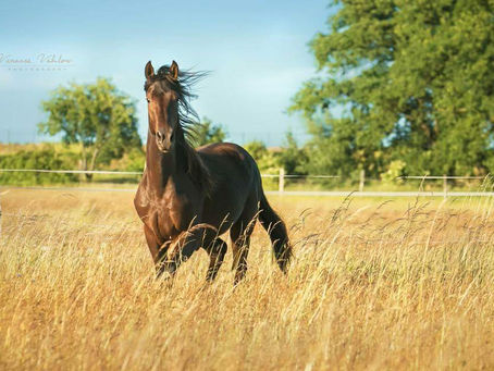 Ma Journée (Millennium x Caprigold)