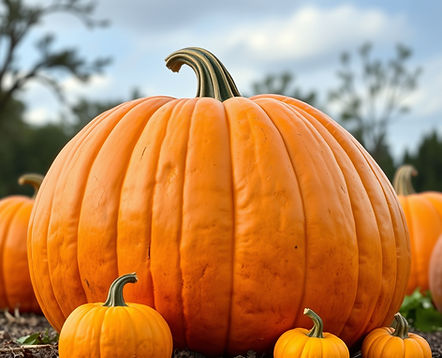 large big mac pumpkins with natural background. focus on the pumpkins.jpg