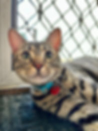 I Care 4 Your Pets Gallery 36b.jpg