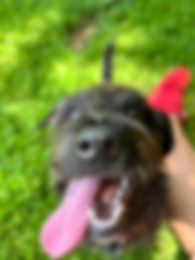 I Care 4 Your Pets Gallery 28.jpeg