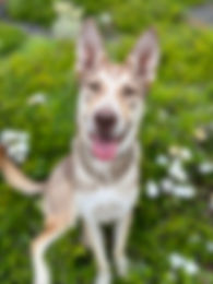 I Care 4 Your Pets Gallery 4.jpeg