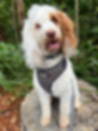 I Care 4 Your Pets Gallery 24.jpeg