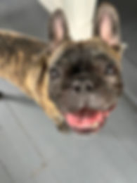 I Care 4 Your Pets Gallery 12.jpeg