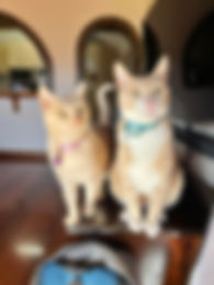 I Care 4 Your Pets Gallery 18.jpeg