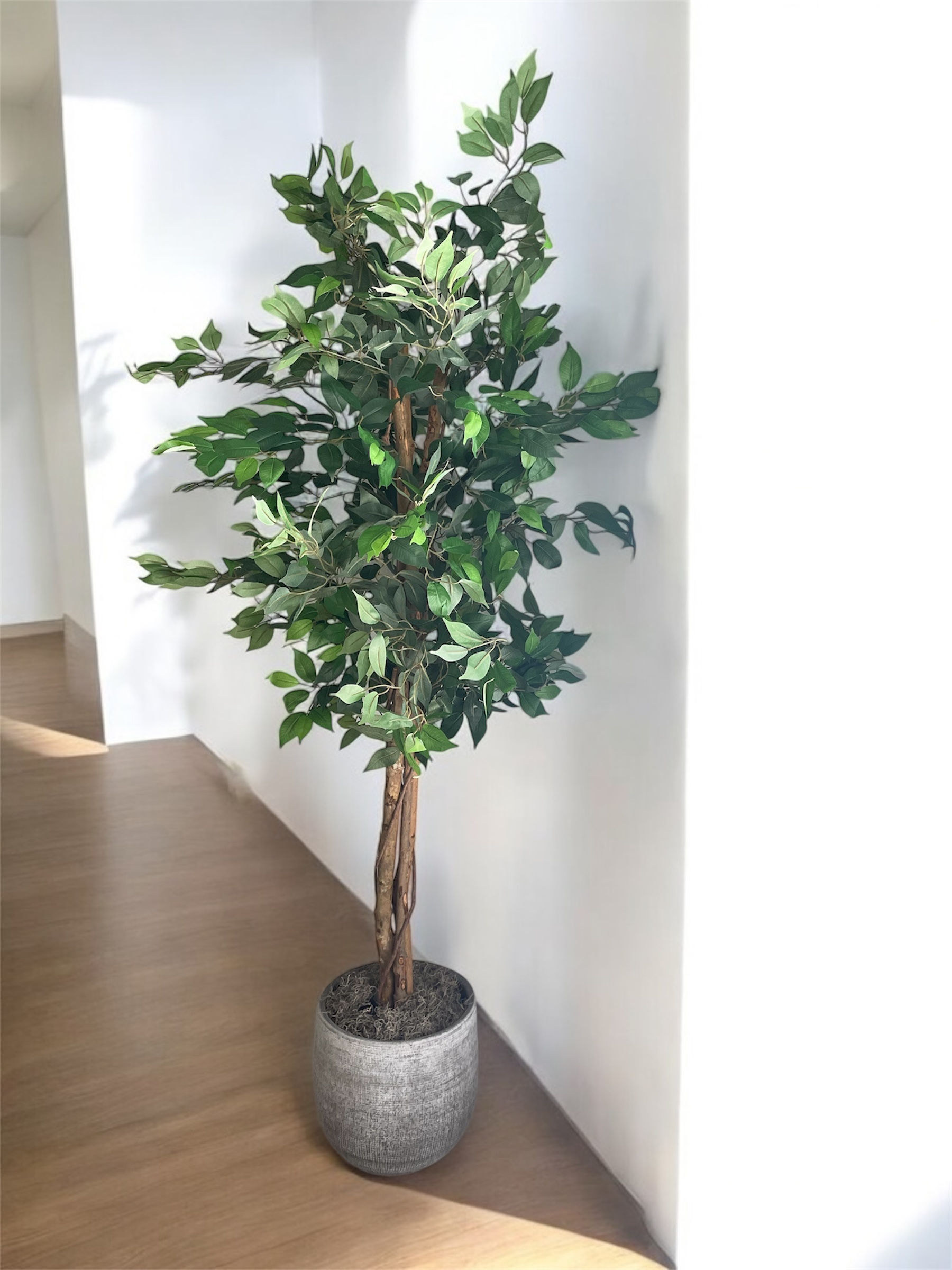 Ficus  Artificial