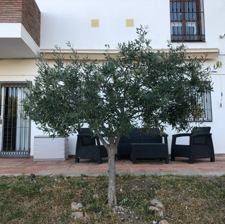 UNDER THE OLIVE TREE. Outside the big bedroom on the base level, you can enjoy the morning sun under the olive tree.