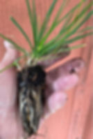 Plant plug with green leaves and healthy root system held in a hand