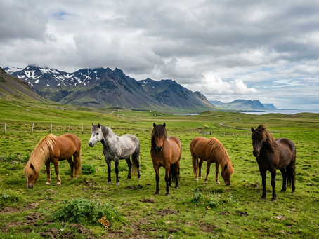 What Is the Icelandic Horse and Why Is It So Special