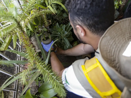 Dia D: secretarias de saúde promovem ações de combate à dengue
