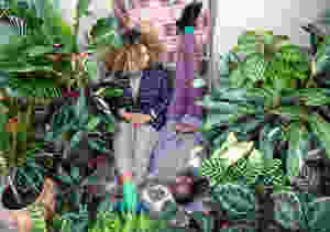The Garden Museum in Lambeth is launching the first ever Houseplant Festival, curated by Alice Vincent