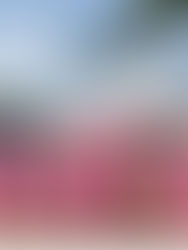 The Week in Colour 11.06.18