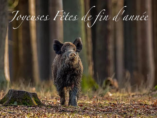 Joyeuses Fêtes de fin d'année