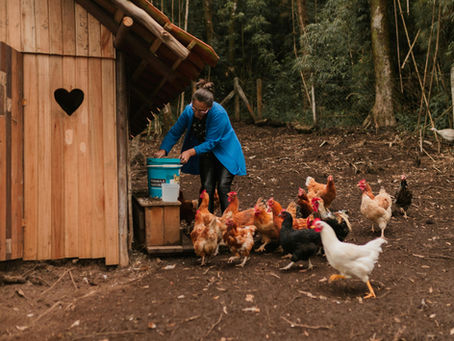 Black-Owned Homesteading Business