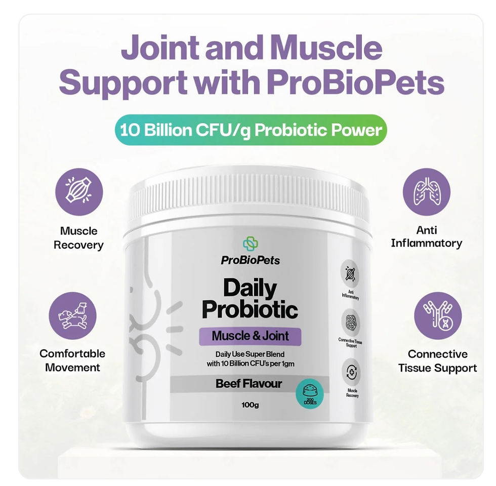 Thumbnail: Super Probiotic Muscle & Joint Powder - 10 Billion CFU's per 1gm