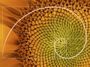 A MATEMÁTICA DA BELEZA