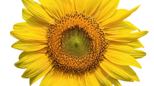 La suite de Fibonacci