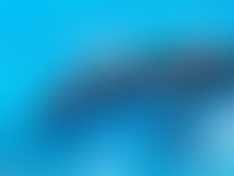 Dolphins Are Indicators, Not Mascots