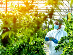 Glass House Farms Purchases 5.5mm Square-Foot Greenhouse In Calif.