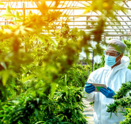 Glass House Farms Purchases 5.5mm Square-Foot Greenhouse In Calif.