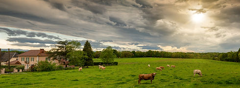 cows-and-a-threatening-cloudy-sky-menaci