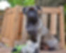 pug-3661242_1920.jpg