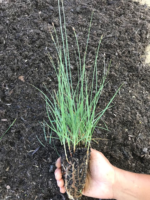 Thumbnail: CAREX PRAEGRACILIS ‘TIBURON’ - CA FIELD SEDGE