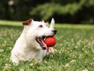 Dog playing with a red ball after using CBD para gatos y perros