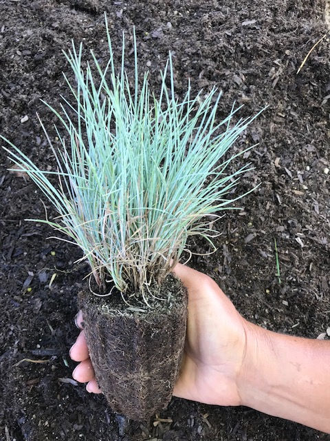 Thumbnail: FESTUCA RUBRA 'PATRICK POINT'