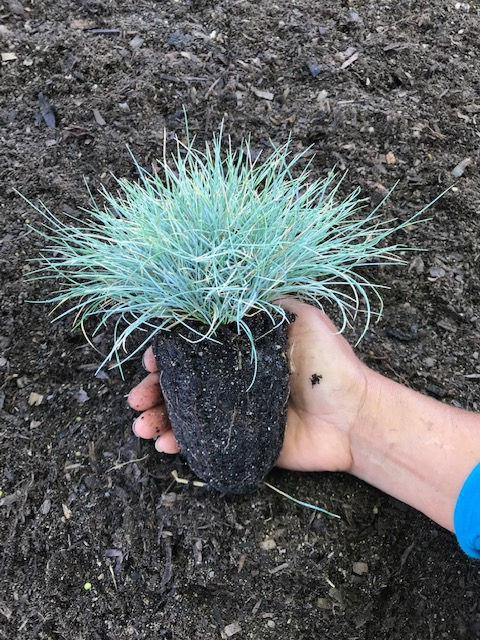 Thumbnail: FESTUCA GLAUCA 'BOULDER BLUE'