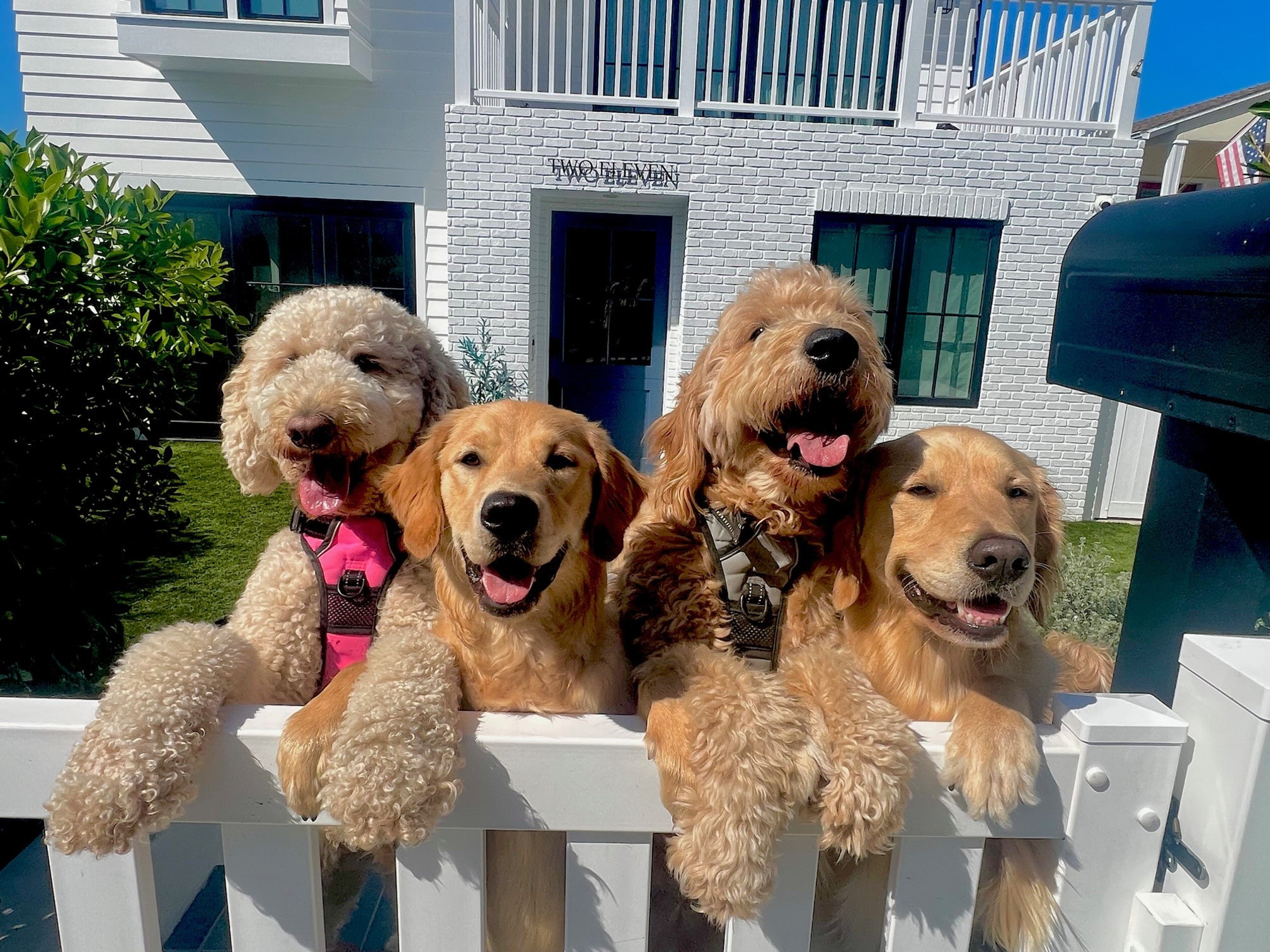 All Inclusive Daycare + Overnight Pet Sitting