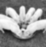 WhatsApp Image 2025-10-30 at 17_edited.jpg