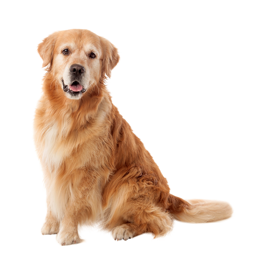 1.png