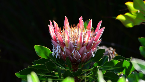 Sunkissed Protea