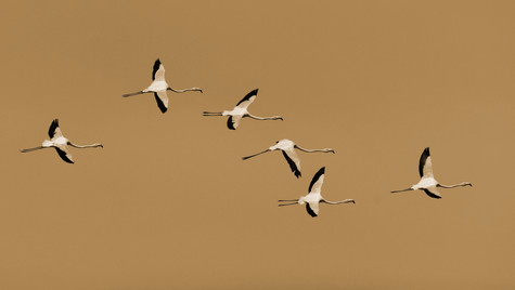 Flying Flamingos Sepia