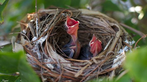 Infant Yellow vented Bulbul