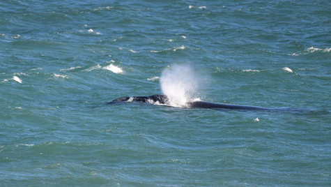 Cruising Whale