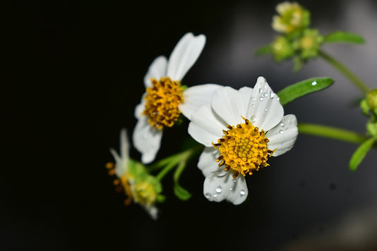 DSC_0101.jpg