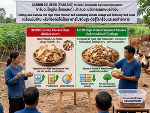 พลิกวิกฤตโลกร้อนสู่ทางรอดเกษตรไทย นวัตกรรม "มันสำปะหลังโปรตีนสูง" ทางเลือกใหม่เพื่อการปศุสัตว์ที่ยั่งยืน