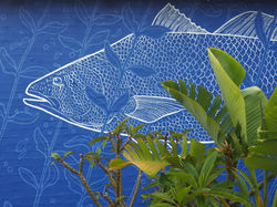 Mulloway